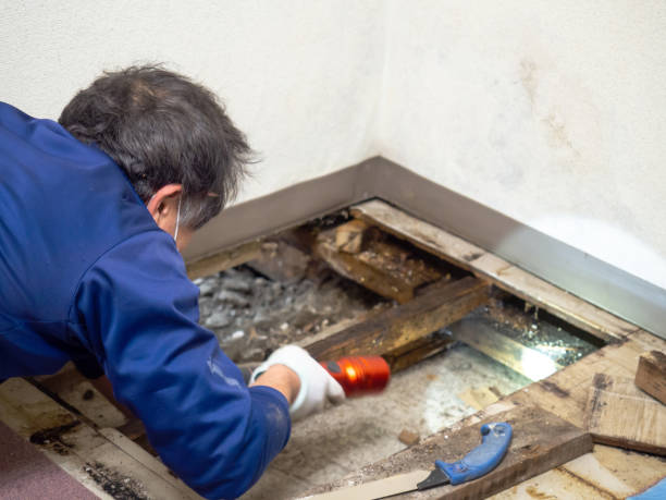 Best Residential Mold Removal  in Big River, CA