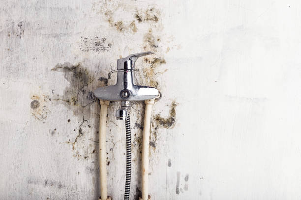 Best Emergency Mold Removal  in Big River, CA