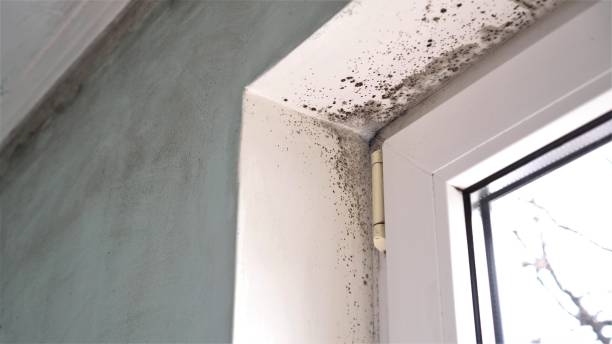 Best Fast Mold Removal  in Big River, CA
