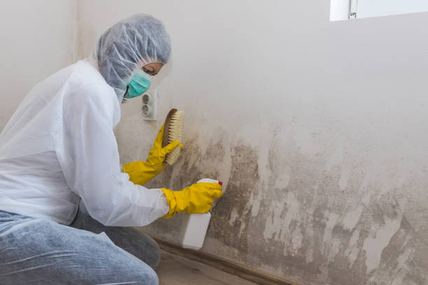 Best Mold Remediation Experts  in Big River, CA