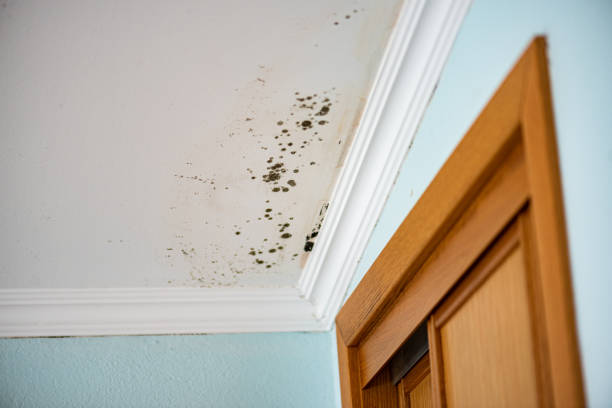 Best Best Mold Removal Companies  in Big River, CA