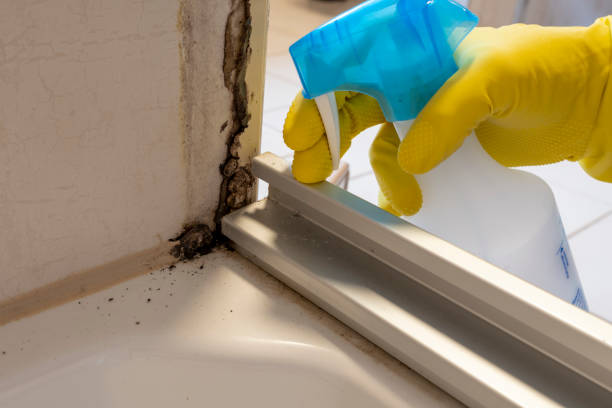 Best Black Mold Removal  in Big River, CA