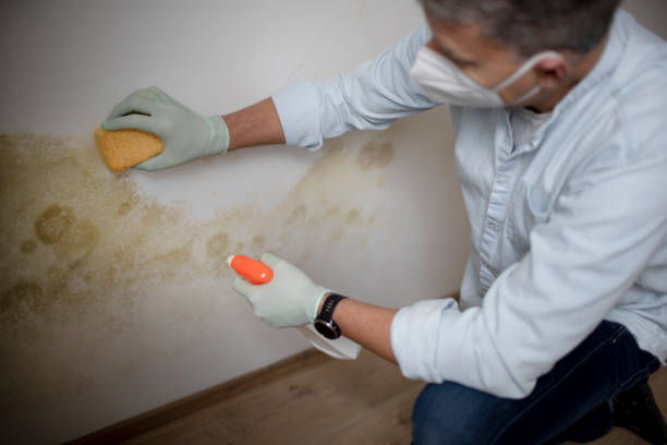 Best Mold Cleaning Services  in Big River, CA