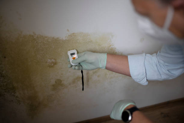 Best Home Mold Removal  in Big River, CA