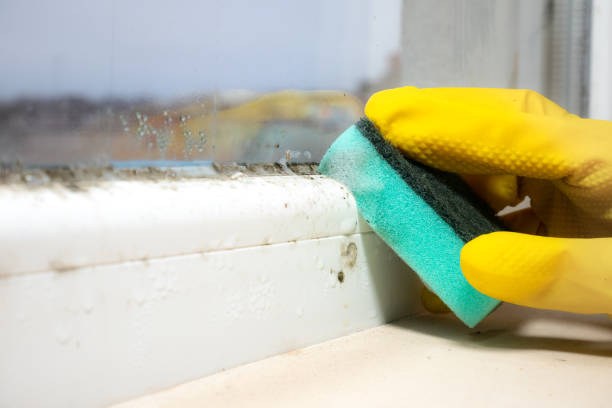 Best Office Mold Removal Services  in Big River, CA