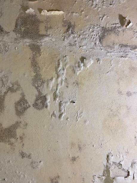Mold Removal Process in Big River, CA