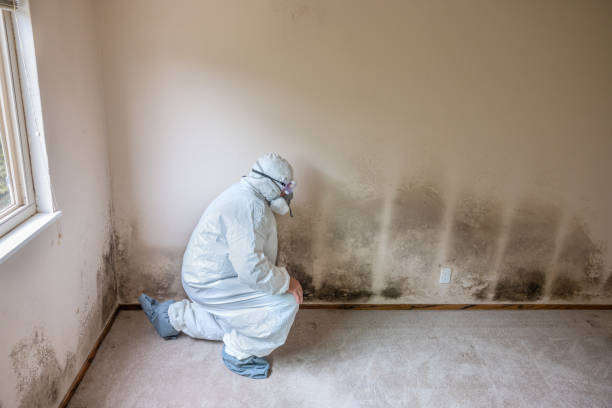 Best Local Mold Removal Service  in Big River, CA