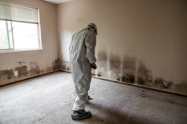 Best Commercial Mold Removal  in Big River, CA