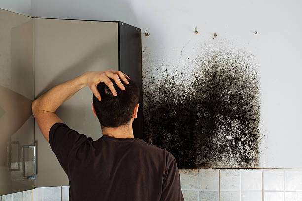 Best Local Mold Removal Service  in Big River, CA