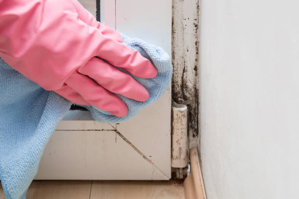 Best Mold Damage Repair  in Big River, CA